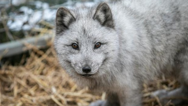 Полша забранява фермите за кожи – страната е най-големият производител на ценни кожи в Европа