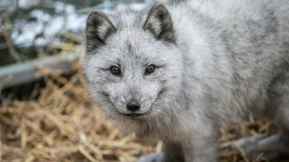 Полша забранява фермите за кожи – страната е най-големият производител на ценни кожи в Европа