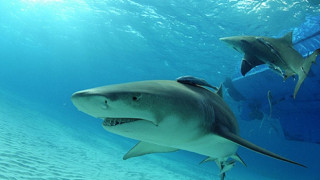 Големите бели акули са застрашени от изчезване в Средиземно море