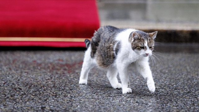 15 години от появата на Лари: Премиерите се сменят, но котаракът остава