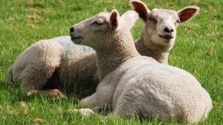 Кражба за над 9000 евро от стопанство в Сливен: Как животновъдите опазват стадата си?