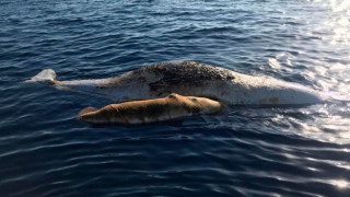Чудо в океана: Кашалоти подпомагат раждането на малкото и издигат новороденото над водата