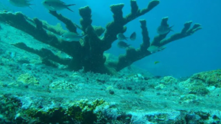 Учени откриха над 110 нови дълбоководни вида в Коралово море