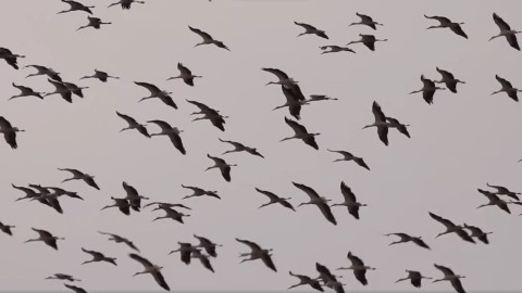 Бягат ли щъркелите от войната