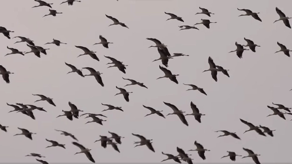 Бягат ли щъркелите от войната