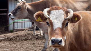 Измами със субсидии: БАБХ издирва стотици "виртуални" говеда и овце в три области