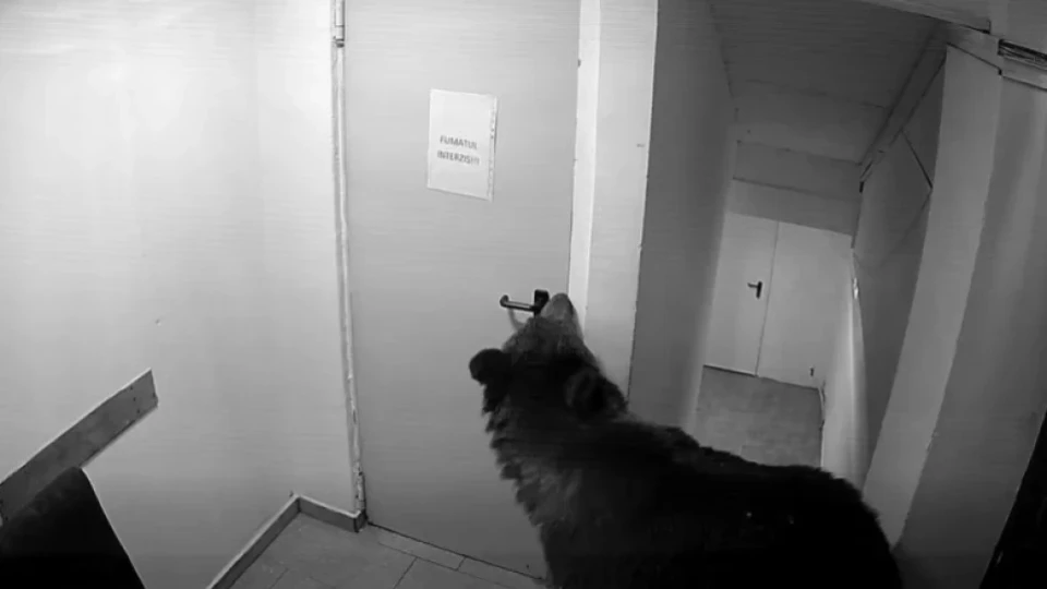 Застреляха проблемната мечка, която нахлу в хотел и паникьоса известен курорт в Румъния